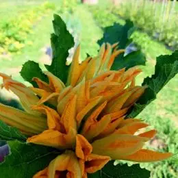 1-fiori-di-zucca-dell-orto