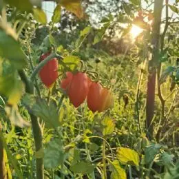 3-pomodori-dell-orto