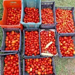 5-pomodori-per-conserva