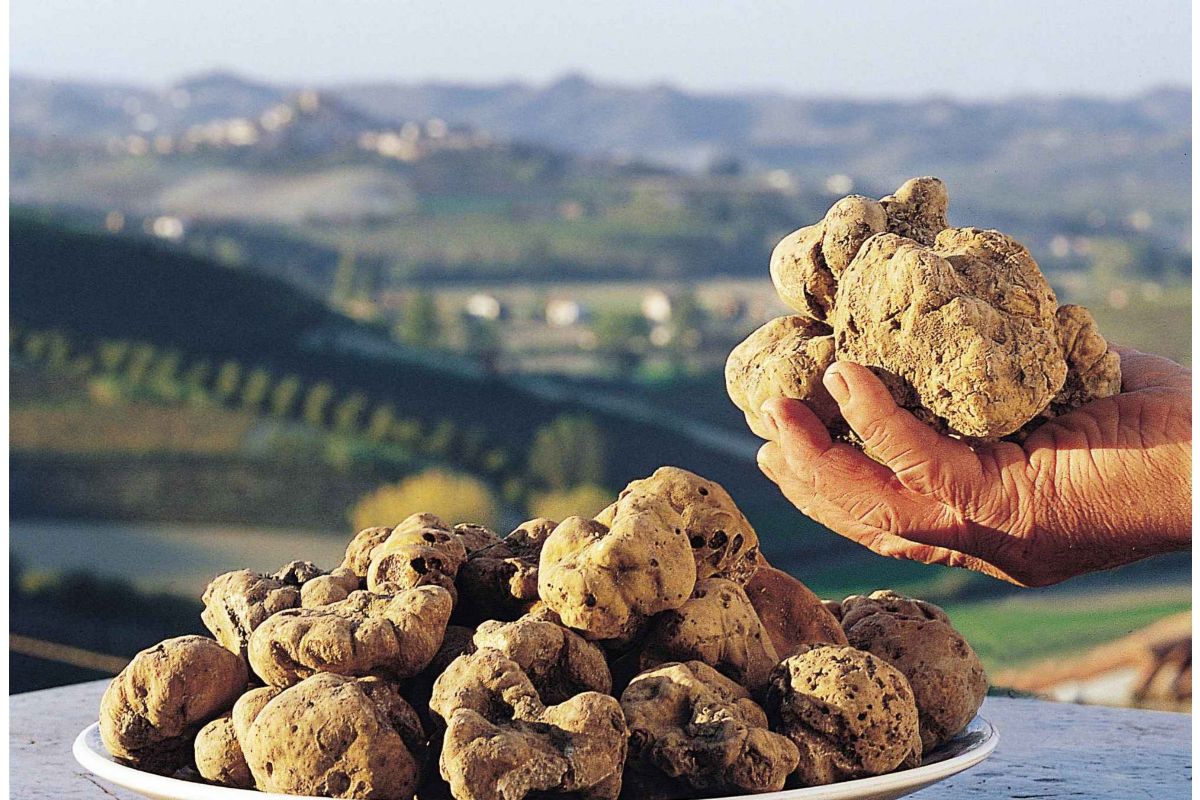 fiera internazionale del tartufo bi
