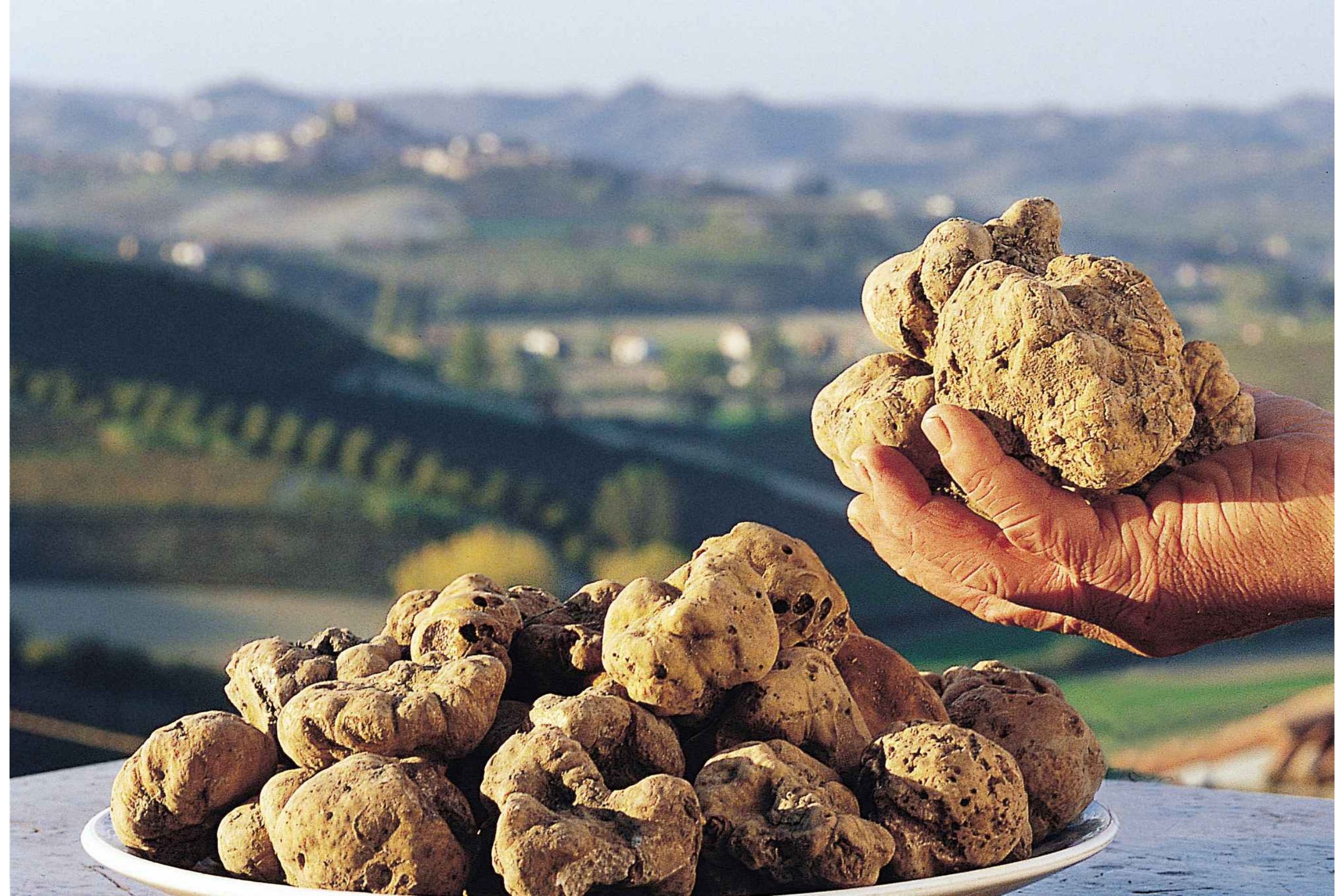 fiera internazionale del tartufo bi